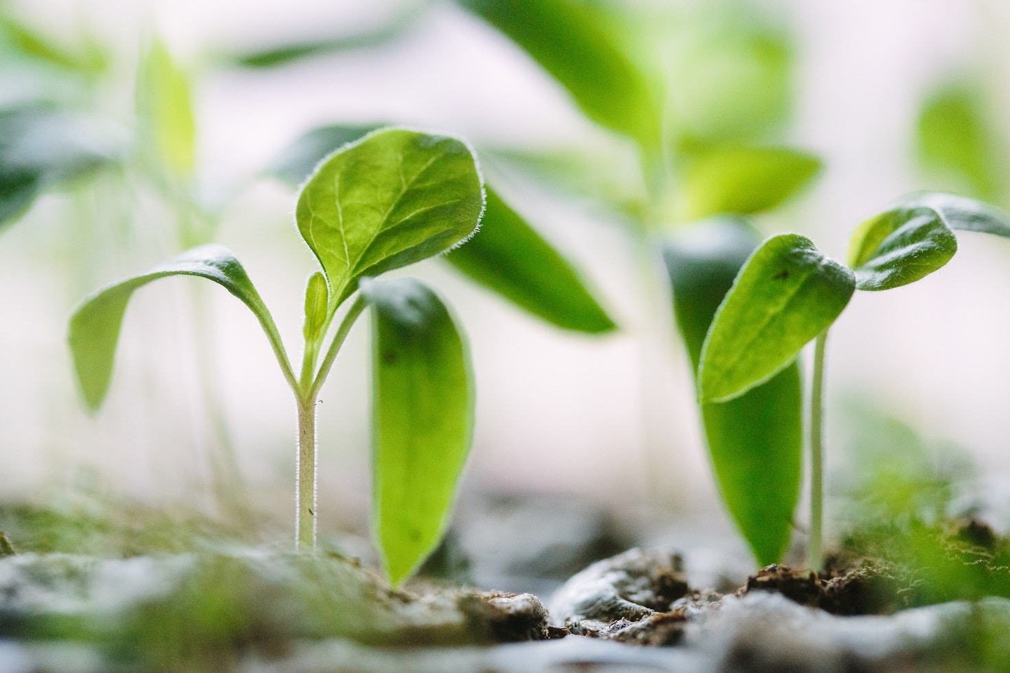 Vad innebär ’12stegforplaneten’ egentligen?